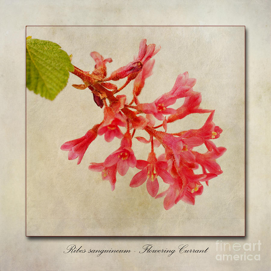 Flower Photograph - Ribes sanguineum  Flowering Currant by John Edwards