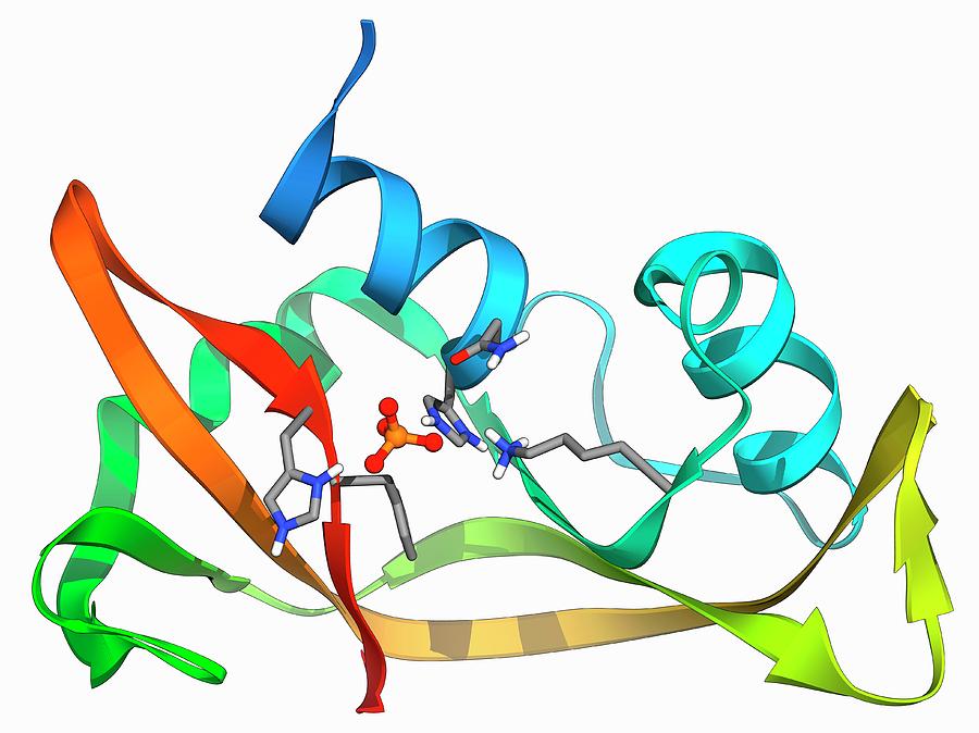 Ribonuclease A Molecule Photograph by Laguna Design/science Photo ...