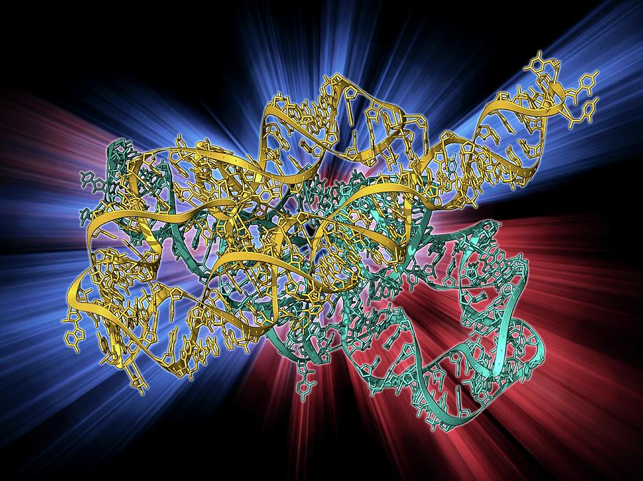 Ribozyme Enzyme And Rna Photograph by Laguna Design | Pixels