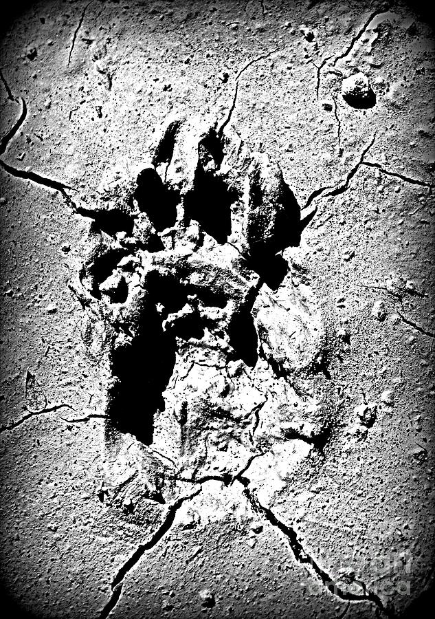 Black And White Photograph - Ricas Paw Print by Clare Bevan
