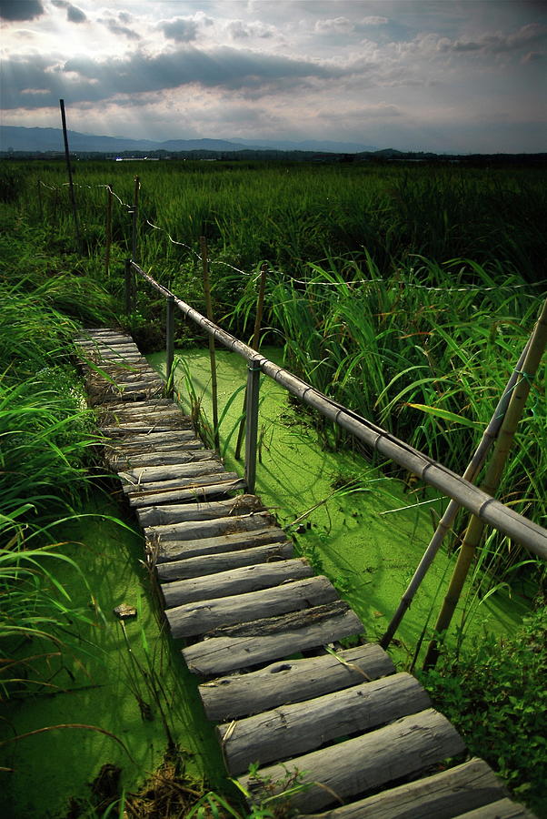 Rice Bridge Photograph by Leigh Macarthur