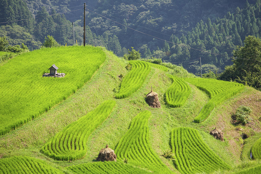 Rice Crops Photograph by Dataichi - Simon Dubreuil
