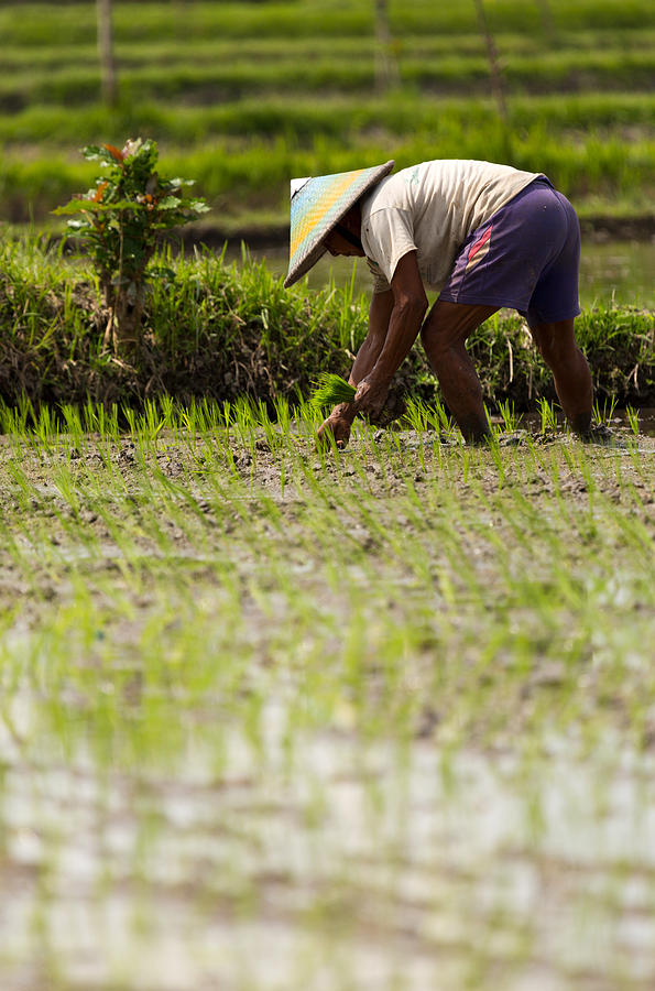Rice Farmer - Bali Photograph by Matthew Onheiber
