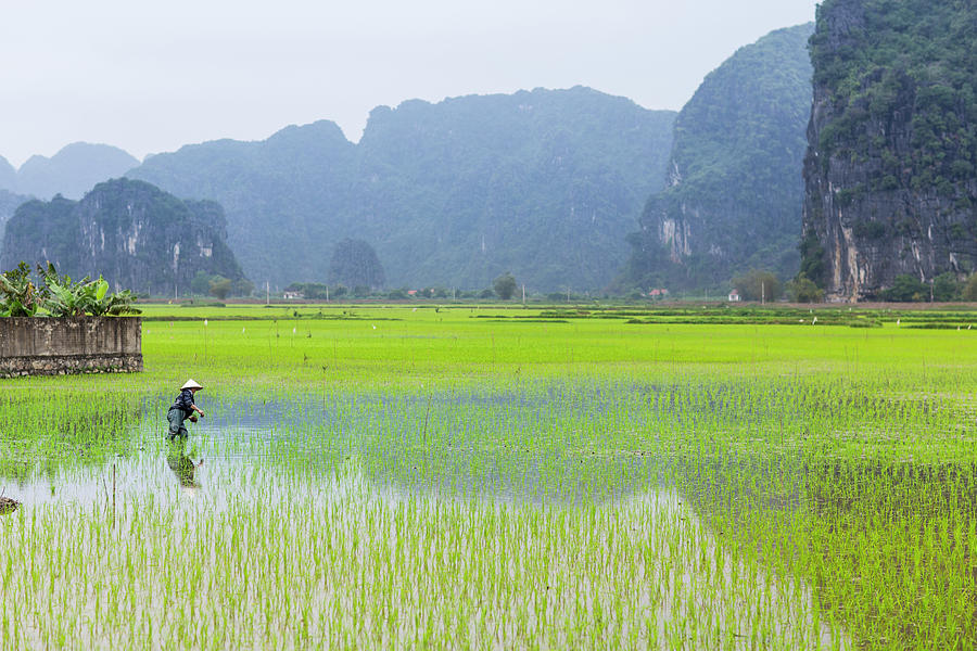 Rice Farmer Harvesting Plants In Wet Photograph by Merten Snijders