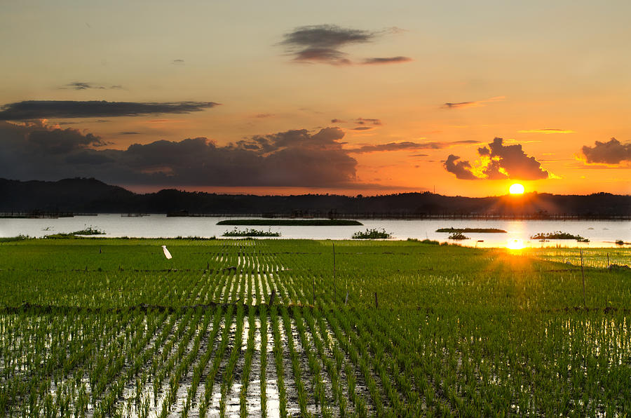 Rice Feld Photograph by Danny Briones  Photography