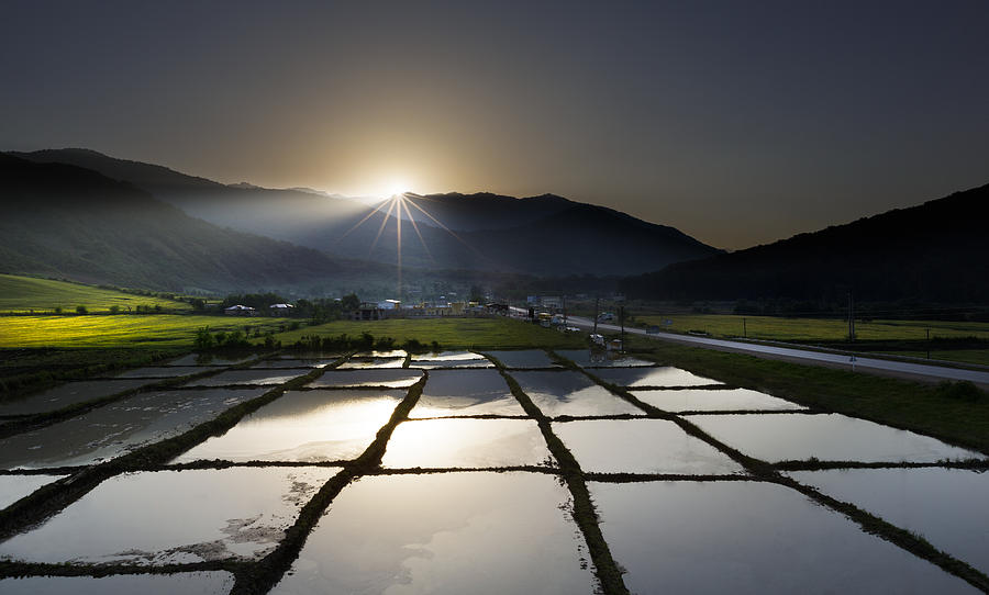Rice field at sunrise Photograph by Hamid Reza Farzandian