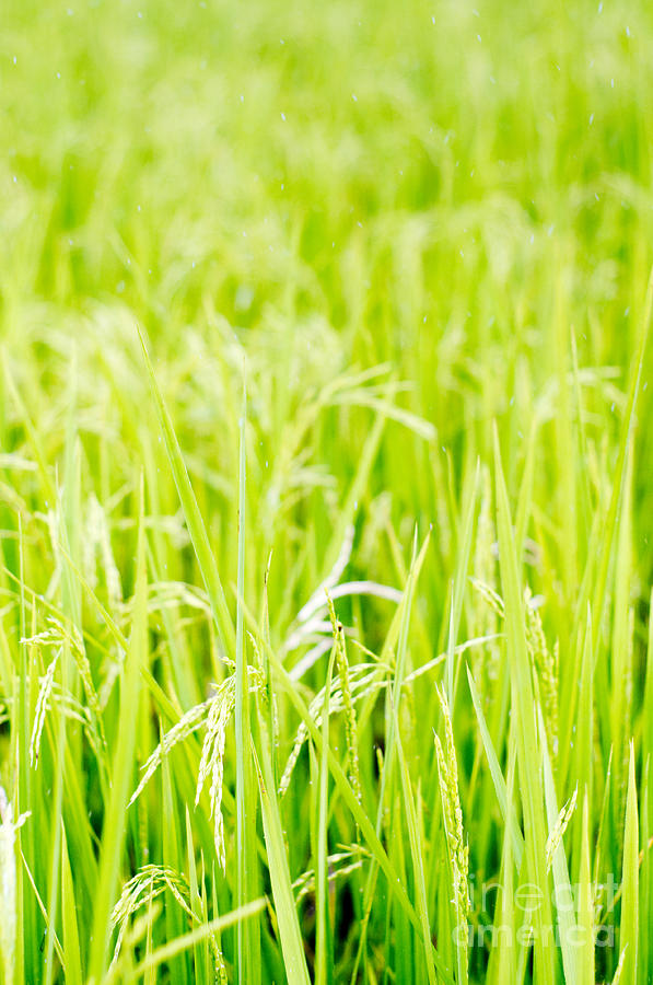 Rice Field Background Photograph by Tuimages - Pixels