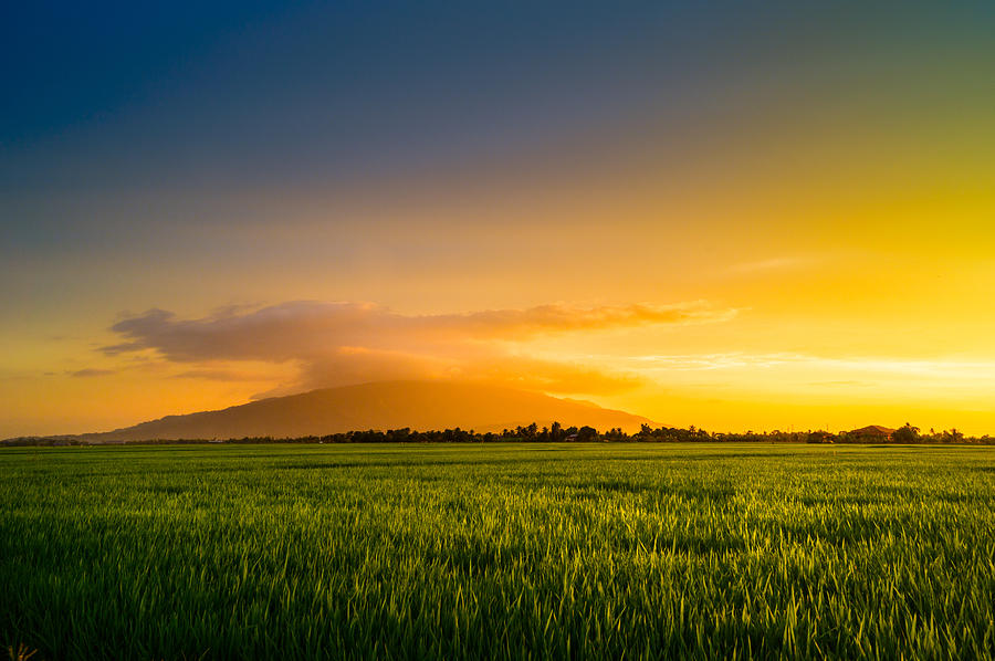 Rice field in golden light, Kedah, Malaysia Photograph by Mohamad Haris Ishak