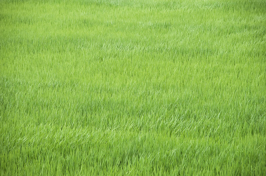 Rice Field In Summer Photograph by Wataru Yanagida