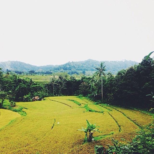 Indonesia Photograph - Rice Field, #sidemen Village - #bali by Yoyo Ijonk
