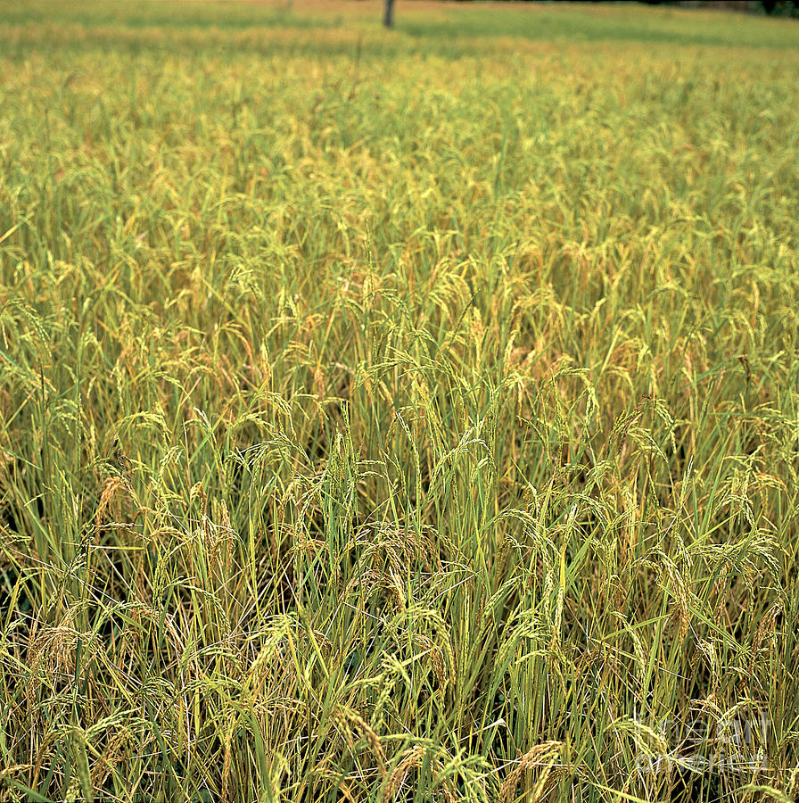 Rice Field Photograph by Tierbild Okapia
