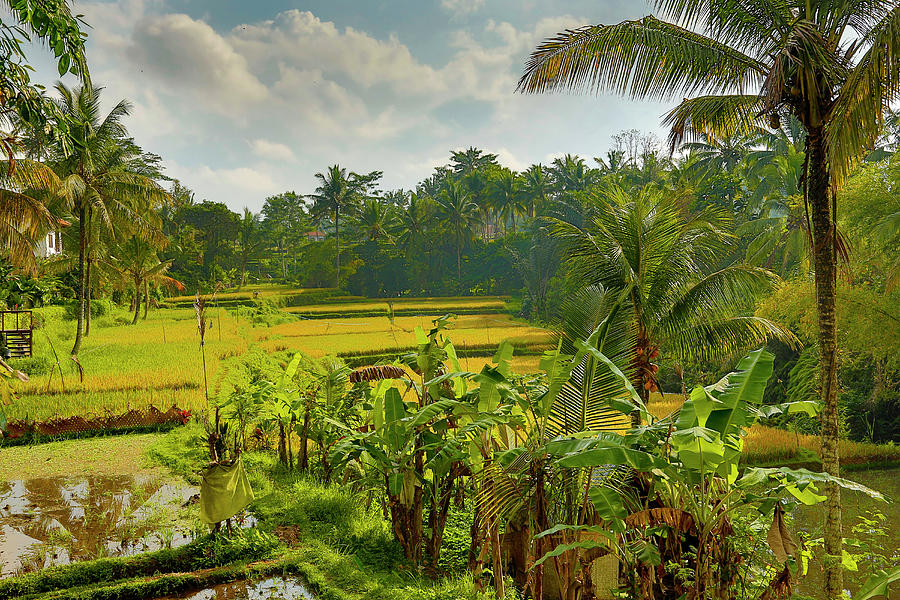 Rice Field, Ubud Area, Bali Photograph by Bob Pool