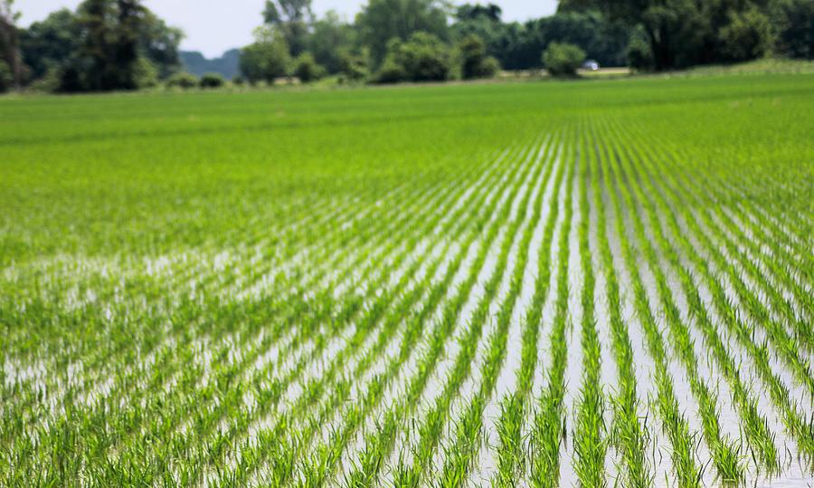 Landscape Photograph - Rice Field Waxhaw MS by Karen Wagner