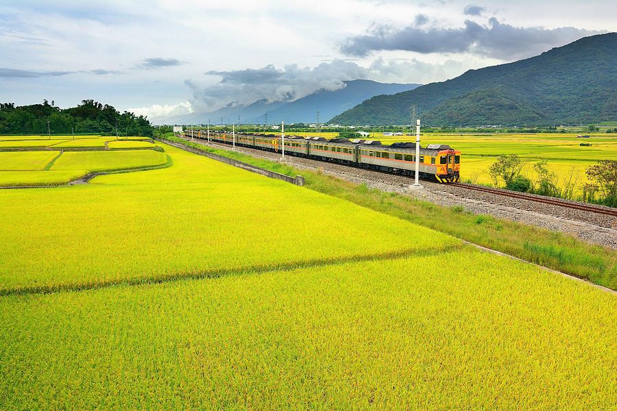 Rice Field With Train Photograph by Frank Chen