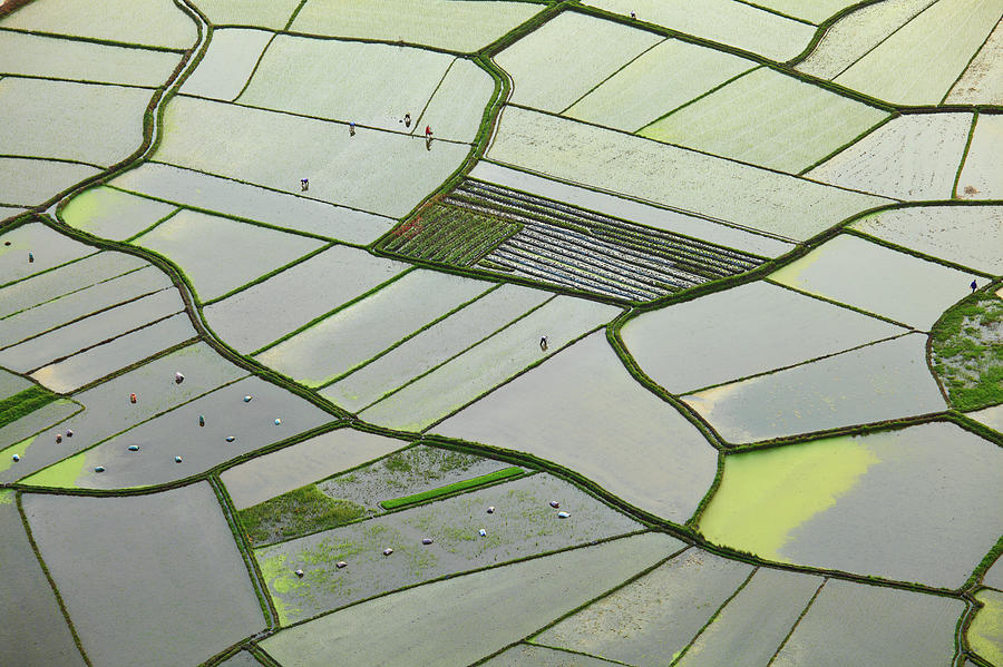 Rice Fields Photograph by Bihaibo