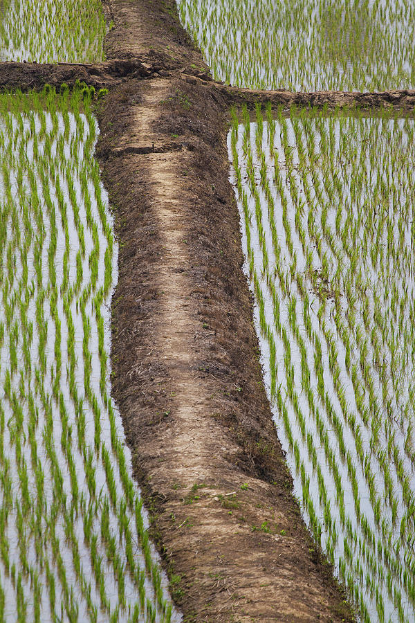 Rice Fields Chiangrai Photograph by Jean-claude Soboul
