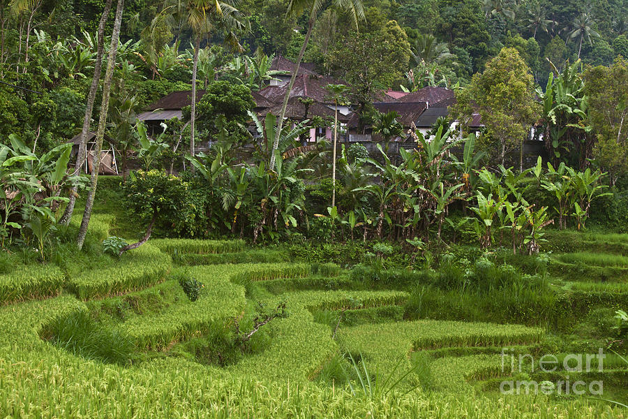 Rice Fields in Bali Photograph by Craig Lovell