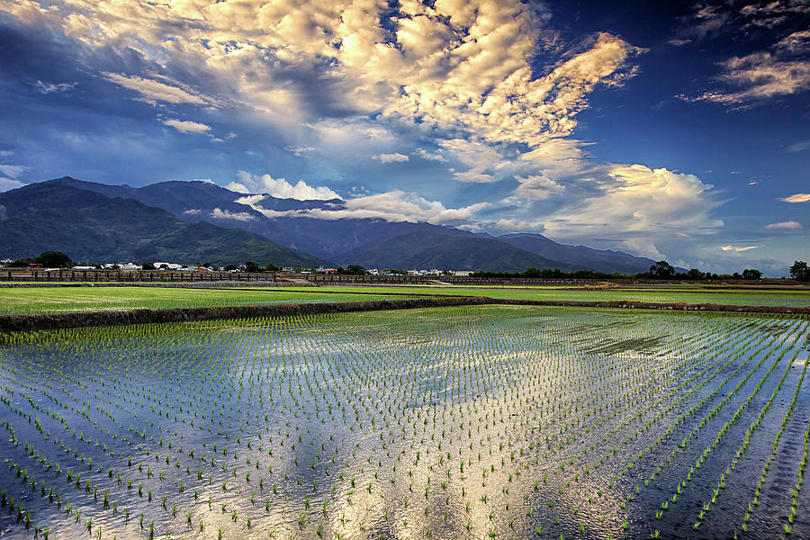 Rice Fields In Taidong Photograph by Sunrise@dawn Photography