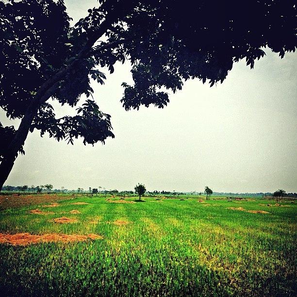 Summer Photograph - #rice #fields #iphone #iphonesia by Fajar Triwahyudi