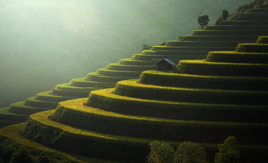 Rice fields Mu Cang Chai, Vietnam Photograph by Std