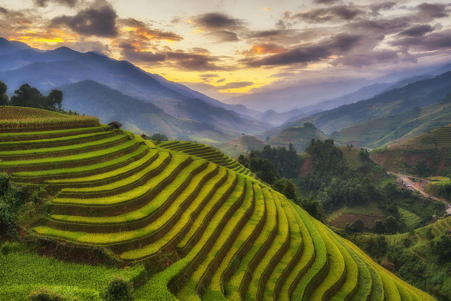 Rice fields terraced of Mu Cang Chai, YenBai, Vietnam Photograph by Ratnakorn Piyasirisorost