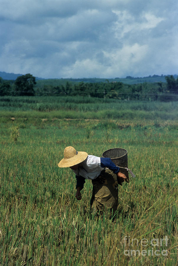 Rice harvest in southern China Photograph by James Brunker