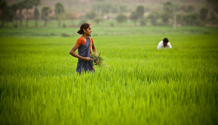 Rice Harvest Photograph by John Magyar Photography