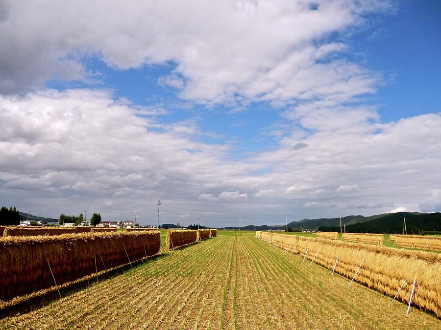 Rice Harvest Photograph by Kurosaki San