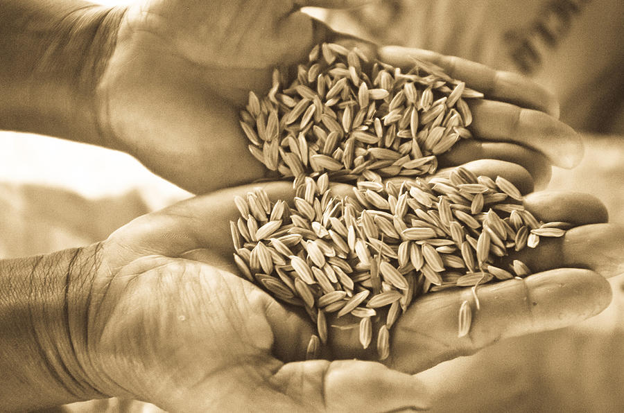 Rice Photograph - Rice in farmer hands by Keerati Preechanugoon