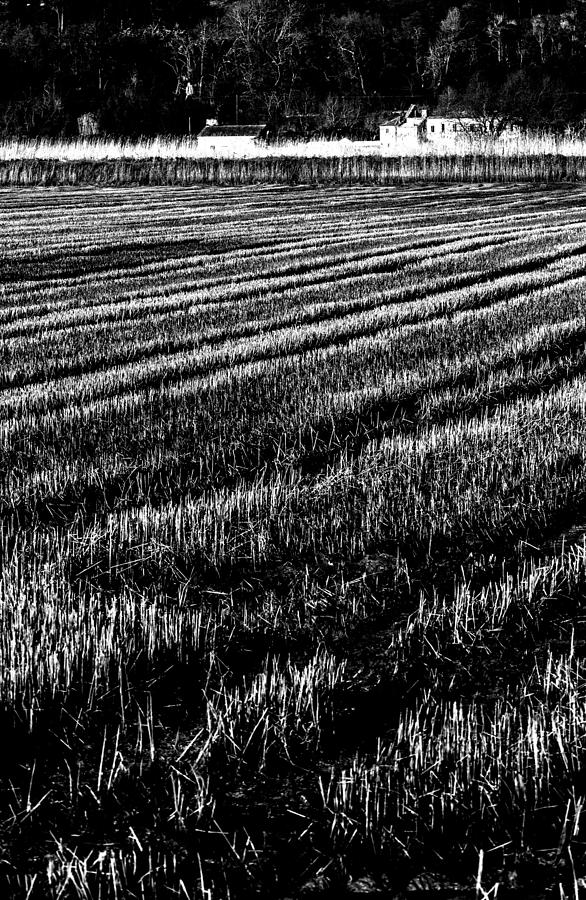 Rice Paddies Photograph