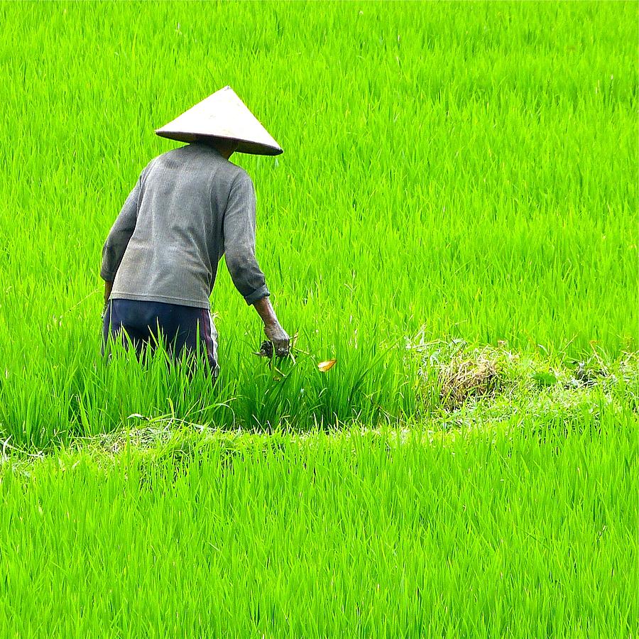 Rice Paddies Photograph by Garry Benson - Fine Art America