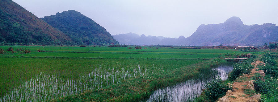 Nature Photograph - Rice Paddies In A Fiele, Vietnam by Panoramic Images