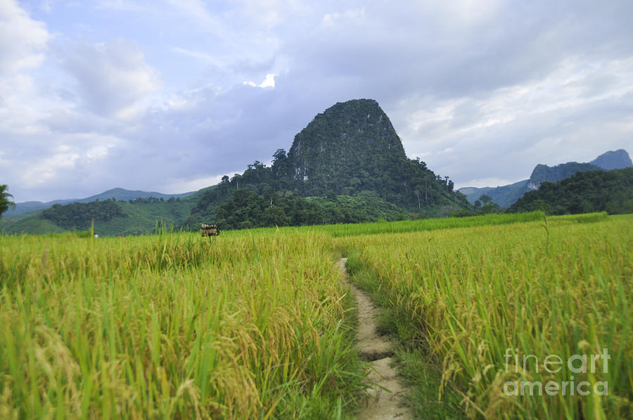 Rice Paddies Laos  Photograph by Judith Katz