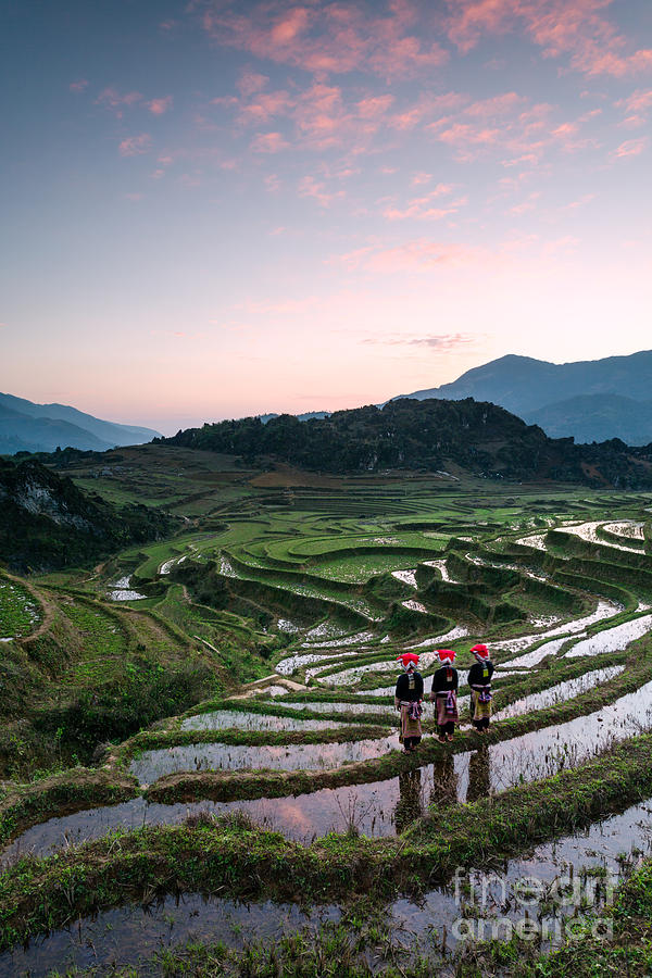 Mountain Photograph - Rice paddies of Sapa - Vietnam by Matteo Colombo