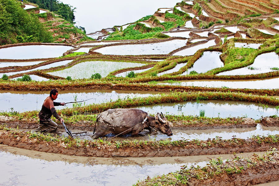 Rice Paddies Of Yuanyang With Farmer Photograph by John W Banagan