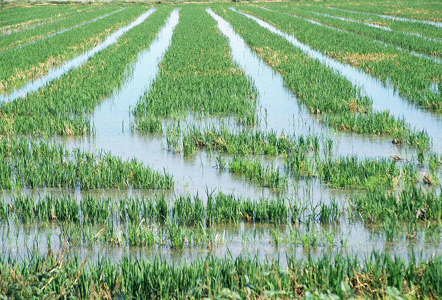 Rice Paddy Field Photograph by Cristina Pedrazzini/science Photo ...