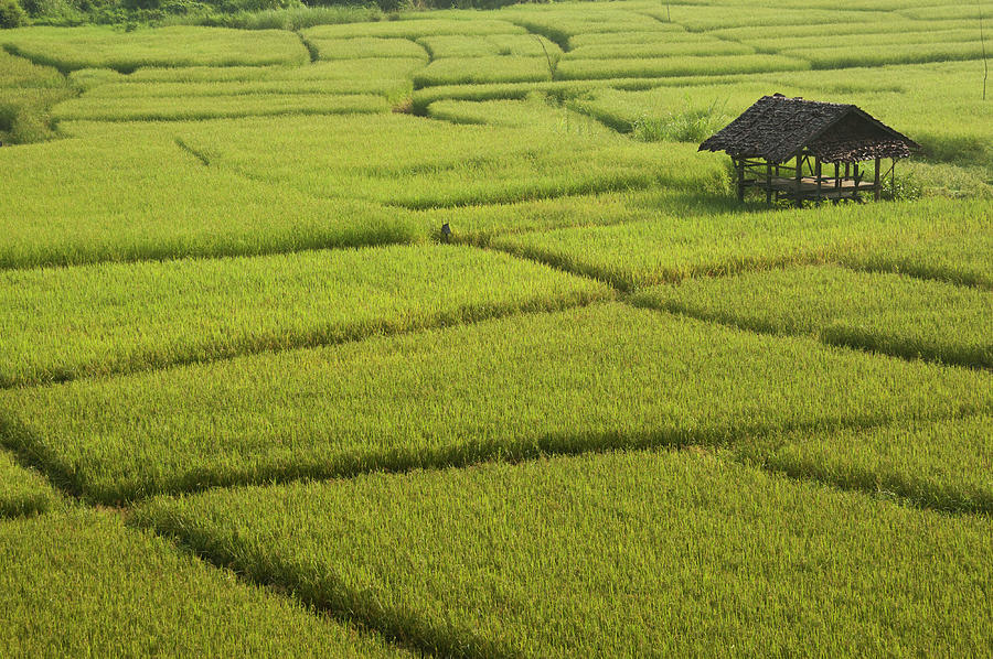 Rice Paddy Landscape Photograph by John Elk