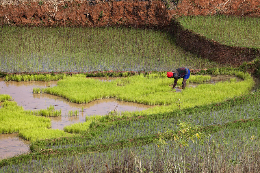 Rice Paddy Near Ambalavao Madagascar Photograph by Konrad Wothe