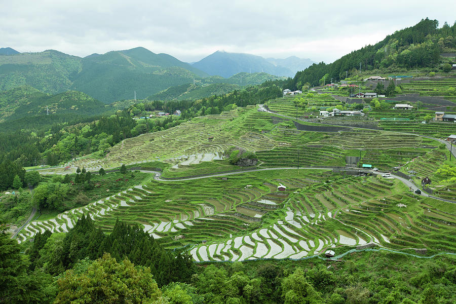 Rice Paddy Terraces On Green Mountain Photograph by Ippei Naoi