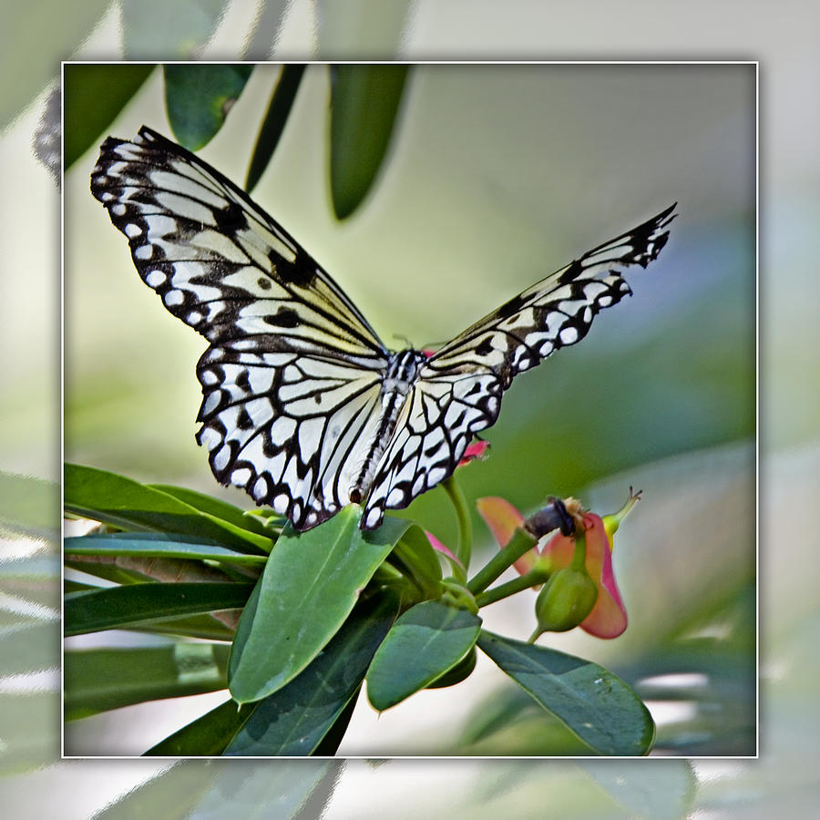 Rice Paper Butterfly 2b Photograph