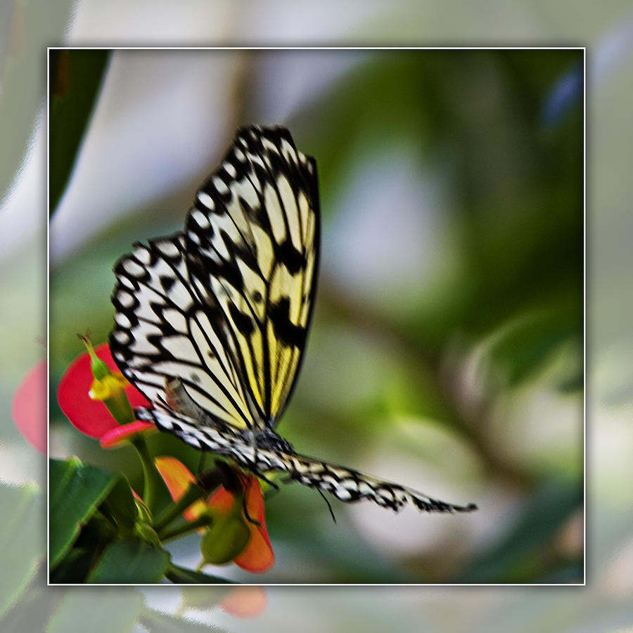 Rice Paper Butterfly 3b Photograph
