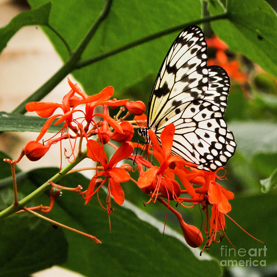 Rice Paper Butterfly Photograph by Barbara McMahon