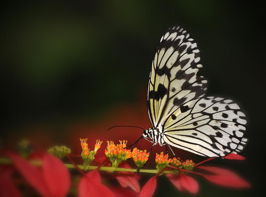 Rice Paper Butterfly Photograph by Carol Eade