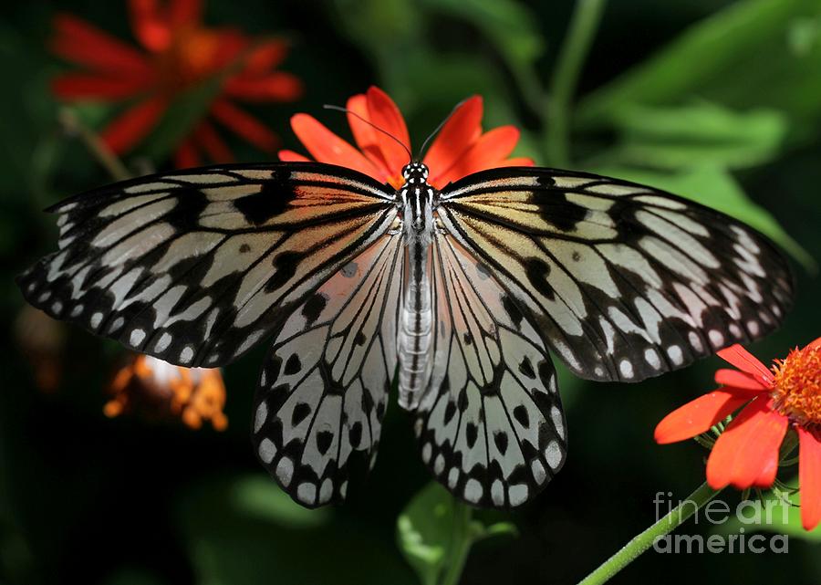 Rice Paper Butterfly Elegance Photograph by Sabrina L Ryan