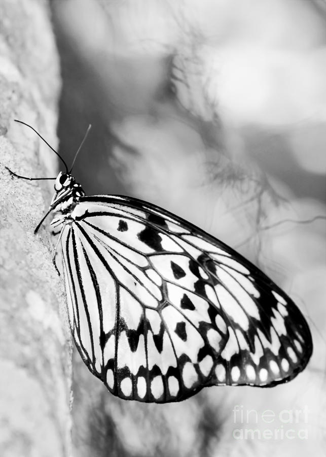 Black And White Photograph - Rice Paper Butterfly Hanging On by Sabrina L Ryan