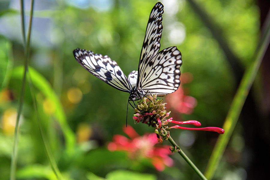 Rice Paper Butterfly (idea Leuconoe Photograph by Chuck Haney | Fine ...