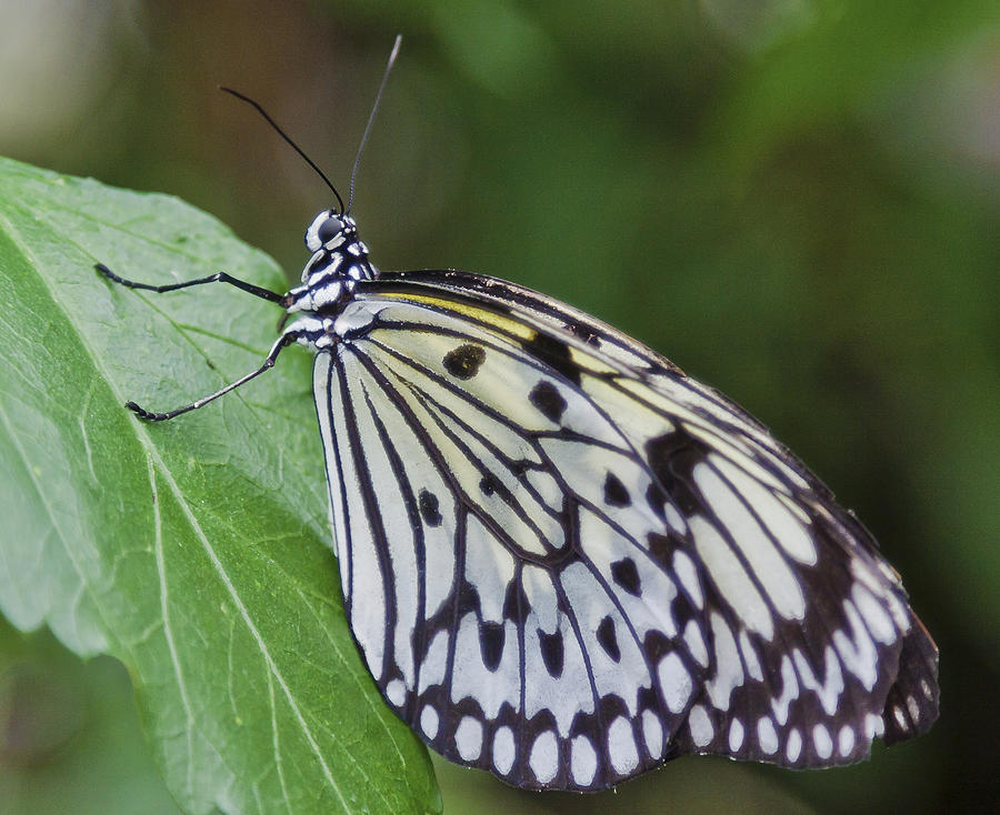 Rice Paper Butterfly Photograph by Maj Seda