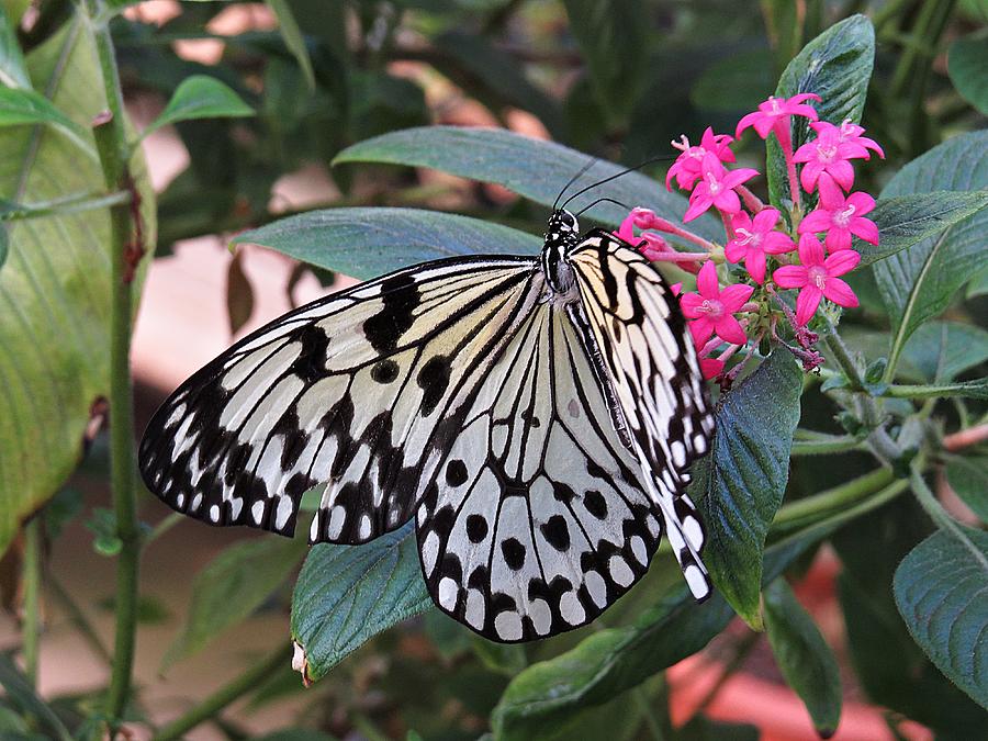 Rice Paper Butterfly Photograph by MTBobbins Photography - Fine Art America