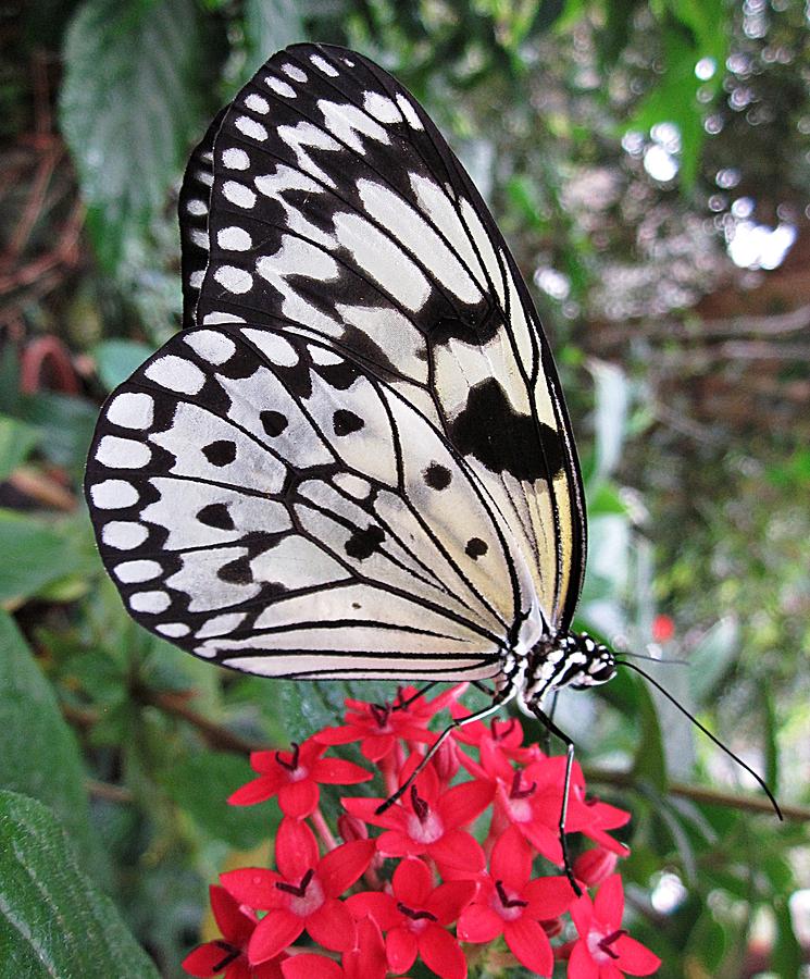 Rice Paper Butterfly on Flowers Photograph by MTBobbins Photography ...