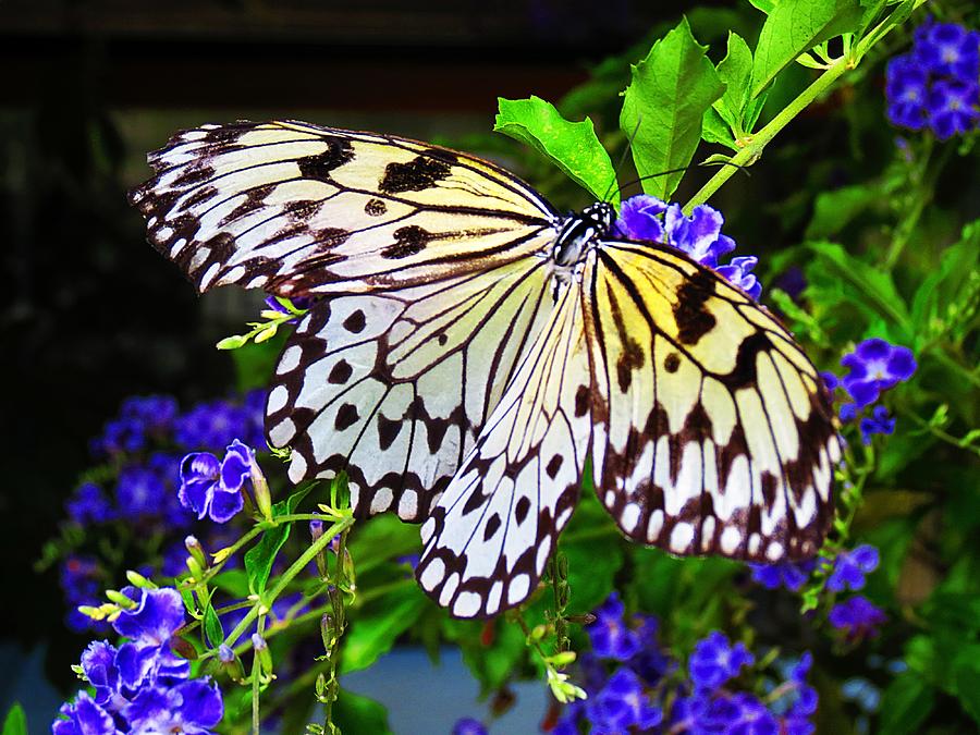 Rice Paper Butterfly with Purple Photograph by MTBobbins Photography